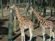 Arnhem Zoo